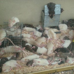 rats