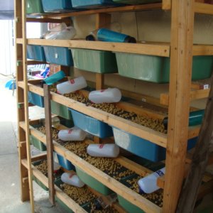 breeding rack
