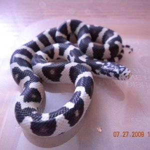 Jungle  Male #5