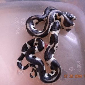 Jungle Male #6