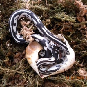 Jungle Female #5