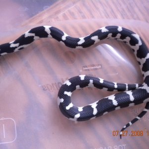 Jungle Male #4