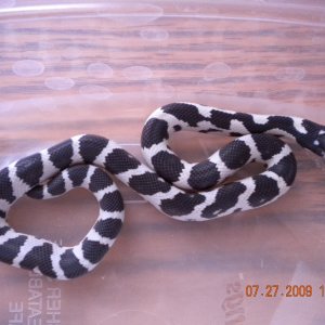 Jungle Male #3