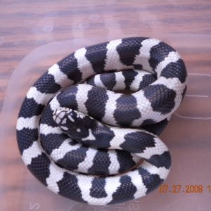 Jungle Male #2