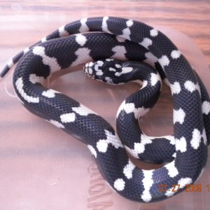 Jungle Male #1