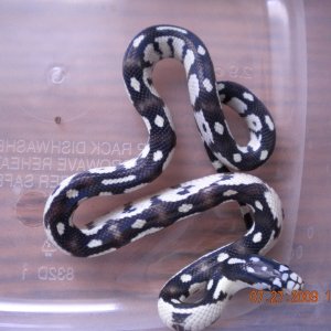 Jungle Female #3