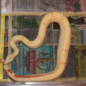 08_female_phoenix_boa