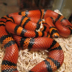 Tangerine Honduran Milk Snake