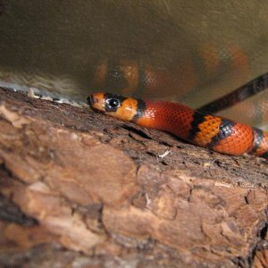 Tangerine Honduran Milk Snake