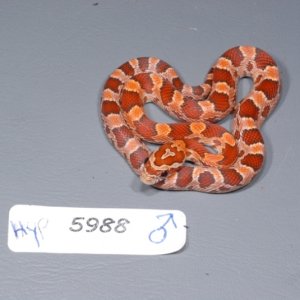 Hypo Corn