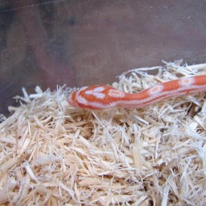 Creamsicle