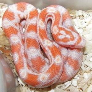 Creamsicle Corn