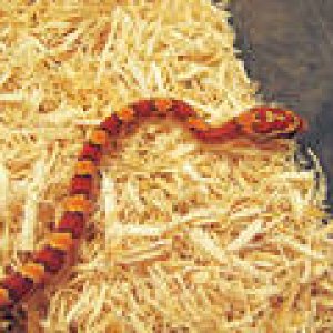 hypo corn