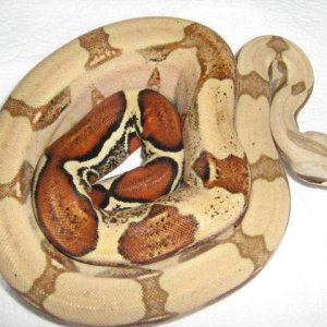 HADES 5/11/08 1.0 HARLEQUIN X PERUVIAN POS. HET. PATTERNLESS