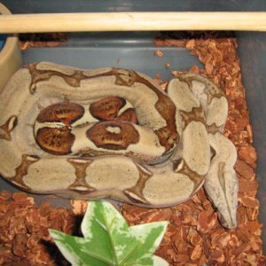 STEVEN 5/11/08 HARLEQUIN X PERUVIAN POS. HET. PATTERNLESS