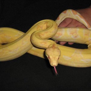 CINDY 07' 0.1 KAHL CORAL ALBINO
