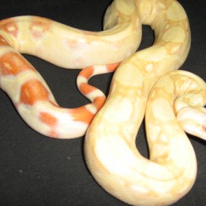 RAKKI 1/4/09 1.0 KAHL ALBINO