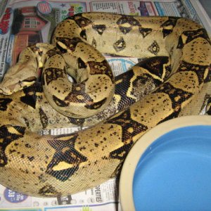 PRINCESS 05' 0.1 100% HET. KAHL ALBINO