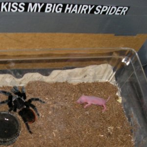 And some more Vagans