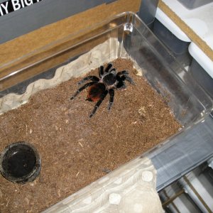 And some more Vagans