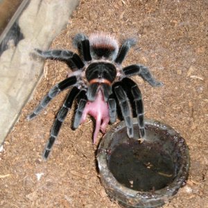 And some more Vagans