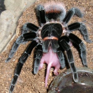 And some more Vagans
