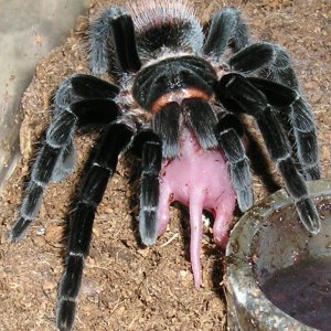 And some more Vagans