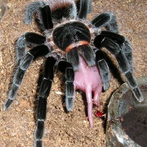 And some more Vagans