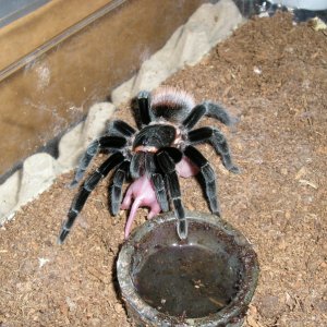 And some more Vagans