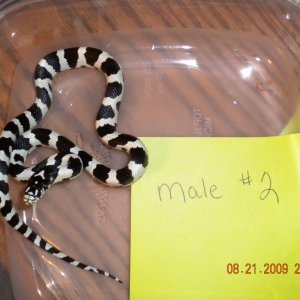 Male Jungle Corn # 2