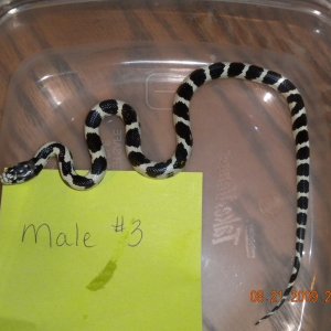 Male Jungle Corn # 3