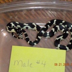 Male Jungle Corn #4