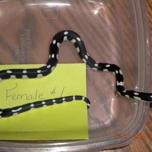 Female Jungle Corn #1