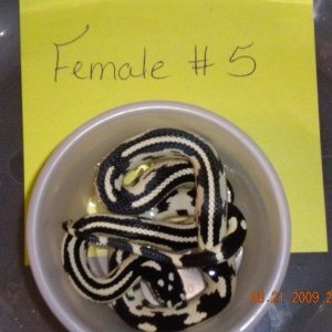 Female Jungle Corn Female #5