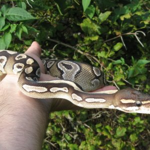 Bella - my female Mojave BP
