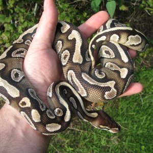 Bella - my female Mojave BP