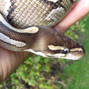 Bella - my female Mojave BP