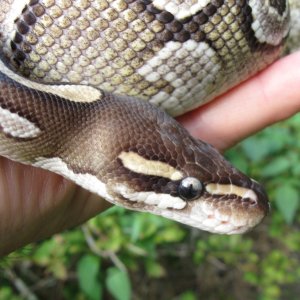Bella - my female Mojave BP