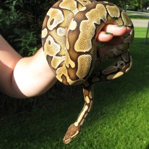 Delilah - my female Lesser Platinum BP