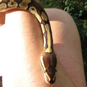 Delilah - my female Lesser Platinum BP