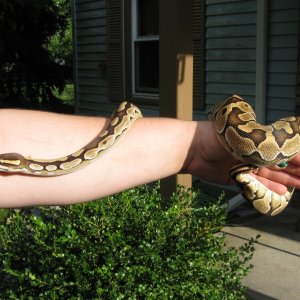 Delilah - my female Lesser Platinum BP