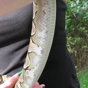 Delilah - my female Lesser Platinum BP