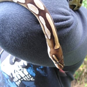 Samson - my male Mojave BP