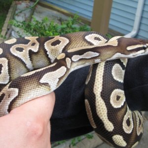 Samson - my male Mojave BP