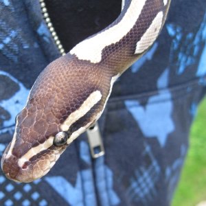 Samson - my male Mojave BP