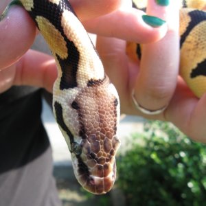 Psyke - my female Lemon Pastel  BP