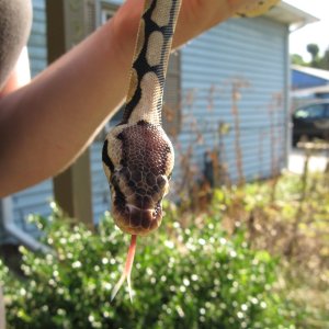 Psyke - my female Lemon Pastel  BP