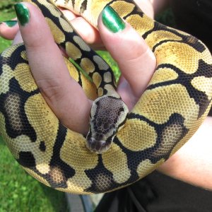 Psyke - my female Lemon Pastel  BP