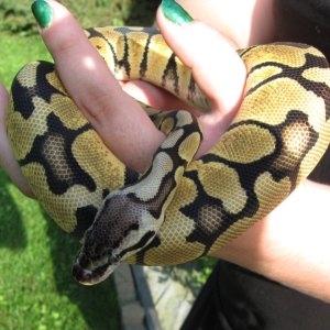 Psyke - my female Lemon Pastel  BP