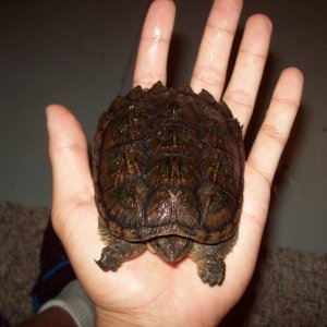 snapper number 2